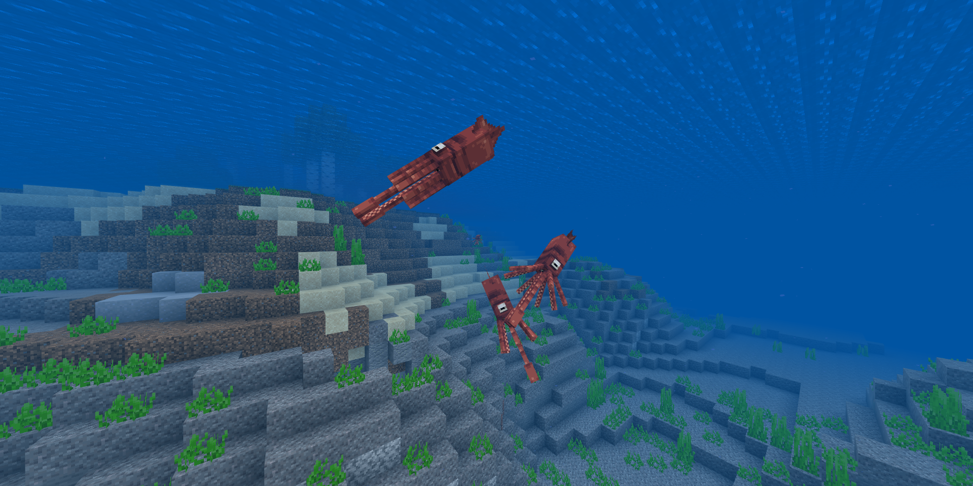 An image from the squid remodeled project